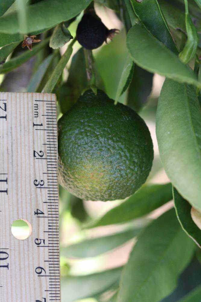            Immature fruit (Riverside, CA)   